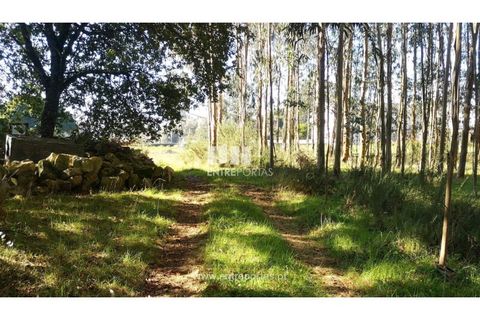 Helårsgrund i Viana do Castelo, Viana do Castelo, Viana do Castelo - € 200.000 | Ref: VCM13479 - foto 8