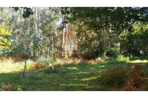 Helårsgrund i Viana do Castelo, Viana do Castelo, Viana do Castelo - € 200.000 | Ref: VCM13479 - foto 9