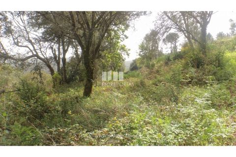 Helårsgrund i Venade e Azevedo, Viana do Castelo, Venade e Azevedo - € 82.000 | Ref: C02486 - foto 5