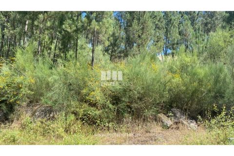 Terra a Atei, Vila Real, Atei - € 180.000 | Ref: MC09363 - foto 15