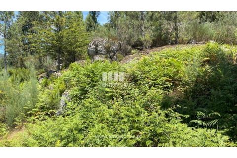 Terra a Atei, Vila Real, Atei - € 180.000 | Ref: MC09363 - foto 23