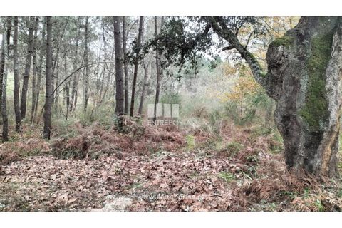 Helårsgrund i Amarante, Porto, Amarante - € 40.000 | Ref: MC09434 - foto 10