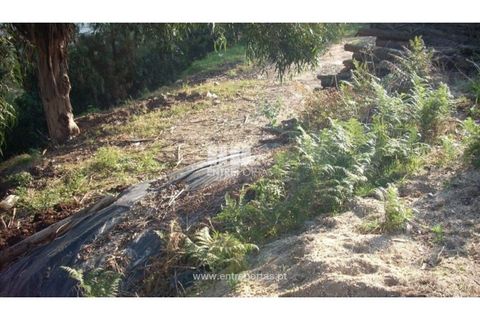 Tomt i Ancede e Ribadouro, Porto, Ancede e Ribadouro - € 54 780 | Ref: MC00518 - foto 7
