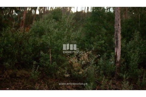 Helårsgrund i Ancede e Ribadouro, Porto, Ancede e Ribadouro - € 65.000 | Ref: MC00528 - foto 19