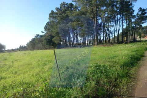 Helårsgrund i Oliveira do Bairro, Aveiro, Oliveira do Bairro - € 10.000 | Ref: TER_982 - foto 2