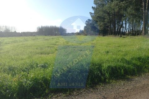 Helårsgrund i Oliveira do Bairro, Aveiro, Oliveira do Bairro - € 10.000 | Ref: TER_982 - foto 4