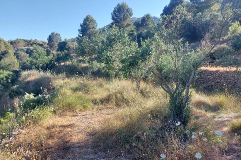 Tomt i Jalon, Alicante, Jalon - € 149 000 | Ref: 001252 - foto 7