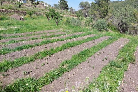 Tomt i Jalon, Alicante, Jalon - € 149 000 | Ref: 001252 - foto 14