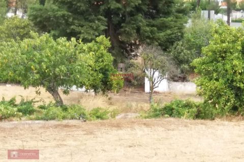 Farm i Coruche, Santarem, Coruche - € 280.000 | Ref: TPH001-260 - foto 4