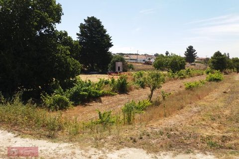 Farm i Coruche, Santarem, Coruche - € 280.000 | Ref: TPH001-260 - foto 10