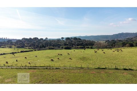 Erhvervsejendom i Azambuja, Lisbon, Azambuja - € 6.000.000 | Ref: Citage 118/23 - foto 14