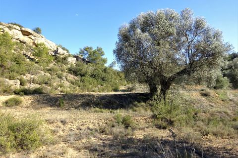 Finca i Maella, Zaragoza, Maella - € 16.000 | Ref: 0872 - foto 22