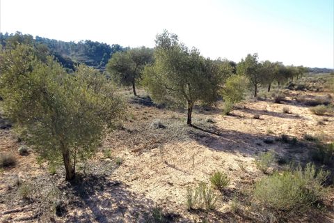 Finca i Maella, Zaragoza, Maella - € 16.000 | Ref: 0872 - foto 15