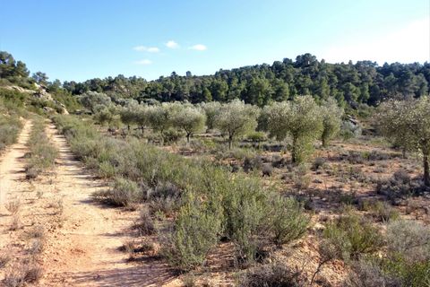 Finca i Maella, Zaragoza, Maella - € 16.000 | Ref: 0872 - foto 14