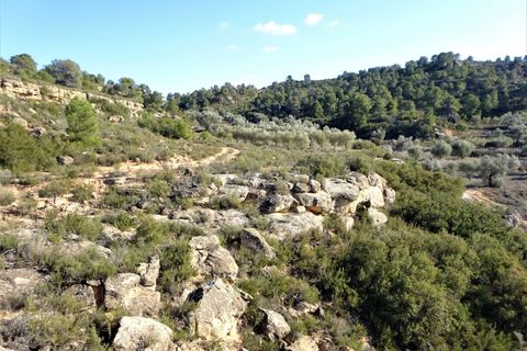 Finca i Maella, Zaragoza, Maella - € 16.000 | Ref: 0872 - foto 13