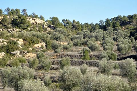 Finca i Maella, Zaragoza, Maella - € 16.000 | Ref: 0872 - foto 10