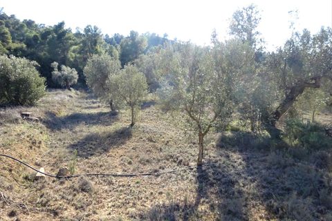 Finca i Maella, Zaragoza, Maella - € 16.000 | Ref: 0872 - foto 18