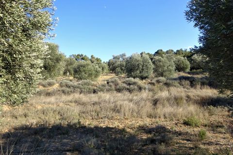 Finca i Maella, Zaragoza, Maella - € 16.000 | Ref: 0872 - foto 21