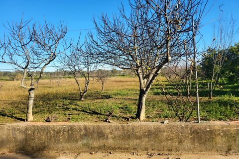 Farm i Vila Vicosa, Evora, Vila Vicosa - € 330.000 | Ref: JG2101 - foto 25