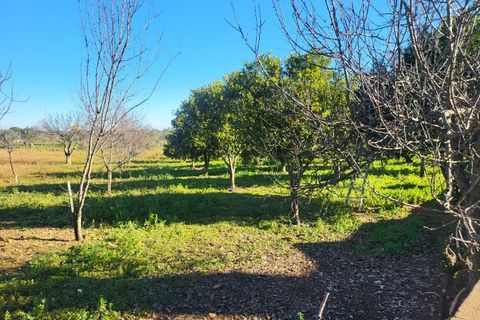 Farm i Vila Vicosa, Evora, Vila Vicosa - € 330.000 | Ref: JG2101 - foto 27