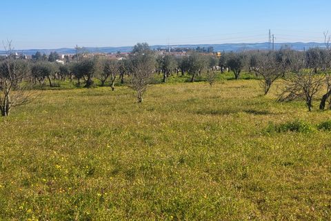 Farm i Vila Vicosa, Evora, Vila Vicosa - € 330.000 | Ref: JG2101 - foto 33