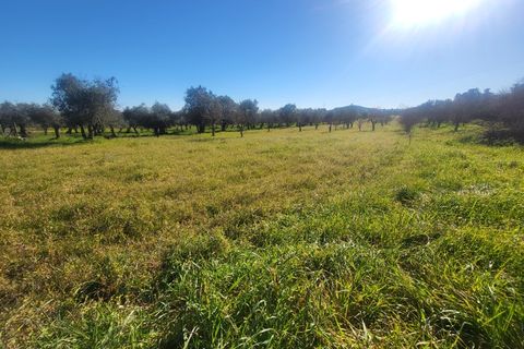 Farm i Vila Vicosa, Evora, Vila Vicosa - € 330.000 | Ref: JG2101 - foto 40