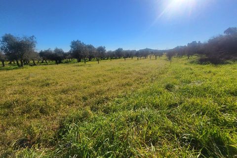 Farm i Vila Vicosa, Evora, Vila Vicosa - € 330.000 | Ref: JG2101 - foto 41