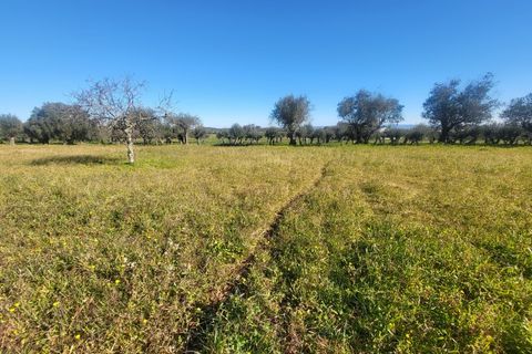 Farm i Vila Vicosa, Evora, Vila Vicosa - € 330.000 | Ref: JG2101 - foto 42