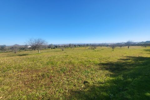 Farm i Vila Vicosa, Evora, Vila Vicosa - € 330.000 | Ref: JG2101 - foto 43