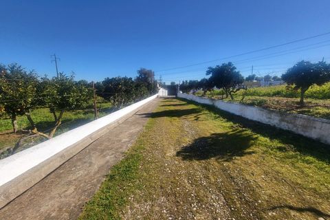 Farm i Vila Vicosa, Evora, Vila Vicosa - € 330.000 | Ref: JG2101 - foto 44