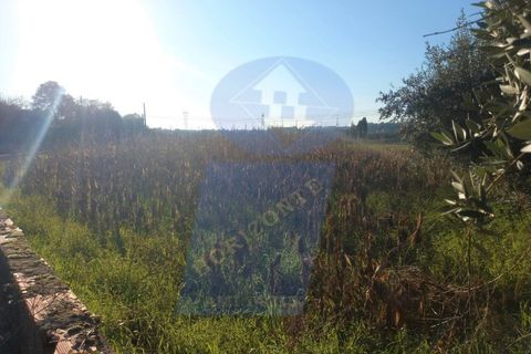 Helårsgrund i Anadia, Aveiro, Anadia - € 30.000 | Ref: TER_995 - foto 1
