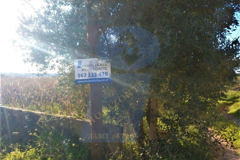 Helårsgrund i Anadia, Aveiro, Anadia - € 30.000 | Ref: TER_995 - foto 4