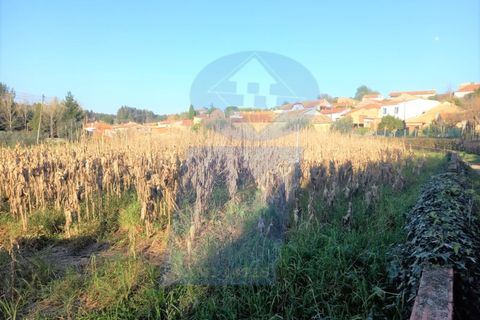 Helårsgrund i Anadia, Aveiro, Anadia - € 30.000 | Ref: TER_995 - foto 3