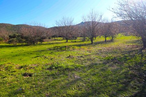 Farm i Amarante, Porto, Amarante - € 240.000 | Ref: 00629FR - foto 35