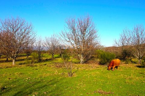 Farm i Amarante, Porto, Amarante - € 240.000 | Ref: 00629FR - foto 41