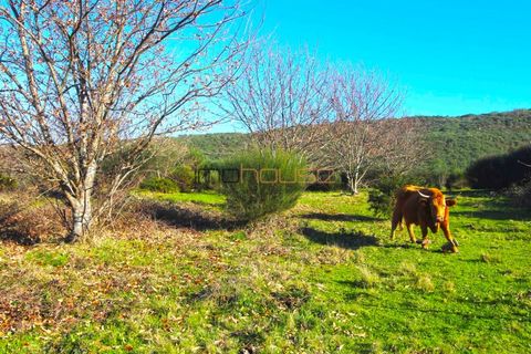 Farm i Amarante, Porto, Amarante - € 240.000 | Ref: 00629FR - foto 42
