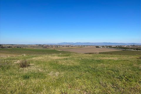 Terra a Paciano, Perugia, Paciano - € 55.000 | Ref: TE21 - foto 5