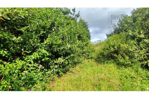 Terra a Sao Roque, Madeira, Sao Roque - € 120.000 | Ref: 3145 - foto 22