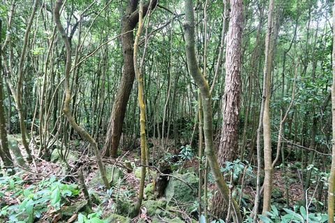 Terra a Lagoa, Sao Miguel, Lagoa - € 107.500 | Ref: 2513 - foto 4