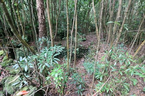 Terra a Lagoa, Sao Miguel, Lagoa - € 107.500 | Ref: 2513 - foto 5