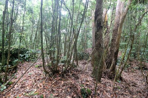 Terra a Lagoa, Sao Miguel, Lagoa - € 107.500 | Ref: 2513 - foto 8