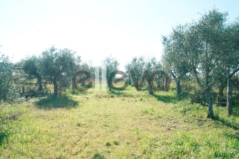 Villa i Escalos de Cima e Lousa, Castelo Branco, Escalos de Cima e Lousa - € 76.000 | Ref: 3637 - foto 29