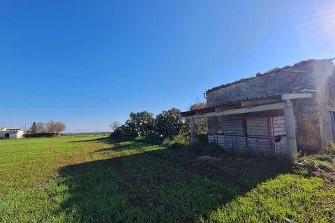 Terra a Sa Pobla, Mallorca, Sa Pobla - € 395.000 | Ref: 76214 - foto 2