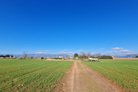 Terra a Sa Pobla, Mallorca, Sa Pobla - € 395.000 | Ref: 76214 - foto 3
