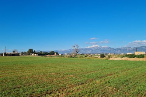 Terra a Sa Pobla, Mallorca, Sa Pobla - € 395.000 | Ref: 76214 - foto 4