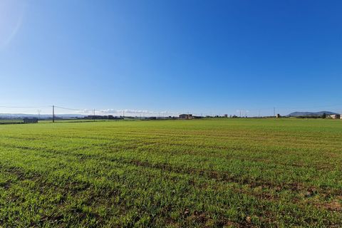 Terra a Sa Pobla, Mallorca, Sa Pobla - € 395.000 | Ref: 76214 - foto 5