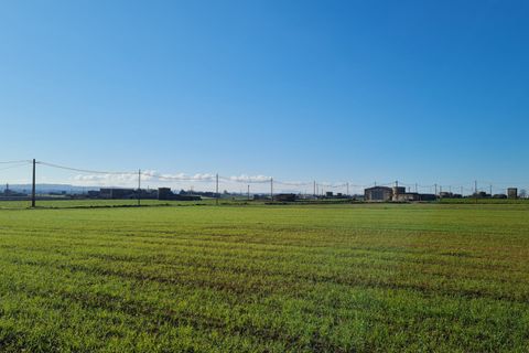 Terra a Sa Pobla, Mallorca, Sa Pobla - € 395.000 | Ref: 76214 - foto 6