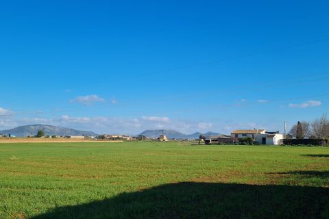 Terra a Sa Pobla, Mallorca, Sa Pobla - € 395.000 | Ref: 76214 - foto 7