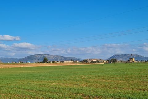 Terra a Sa Pobla, Mallorca, Sa Pobla - € 395.000 | Ref: 76214 - foto 8