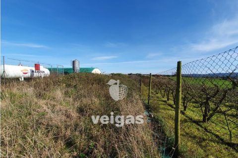 Helårsgrund i Cadaval, Lisbon, Cadaval - € 175.000 | Ref: CAL-209514 - foto 7